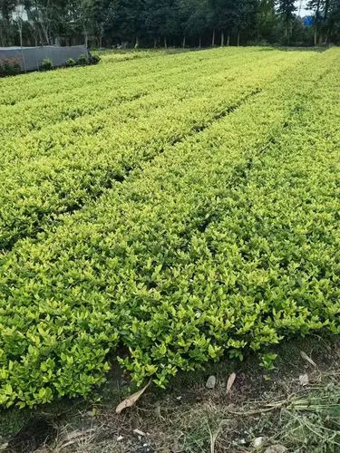 国外园林景观设计的现状